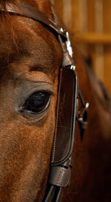 Hovedbilde Dyon Blinkers