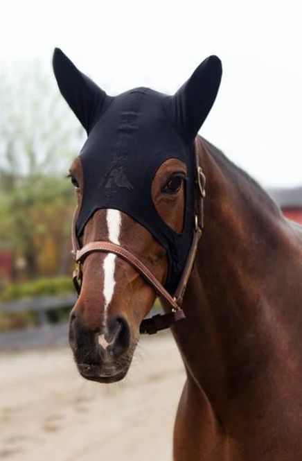 Hovedbilde Fenwick with Ears - Sort