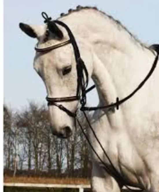Hovedbilde Elastisk Chambon