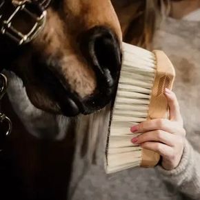 Strigleutstyr til hest