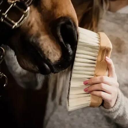 strigleutstyr til hest